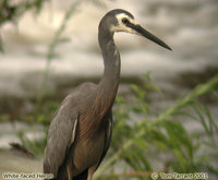 White-faced Heron - Egretta novaehollandiae