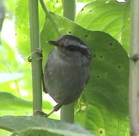 Javan Tesia - Tesia superciliaris