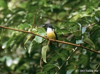 Legge's Flowerpecker - Dicaeum vincens