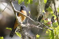 Vivid Niltava - Niltava vivida