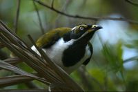 Blue faced Honeyeater