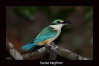 Sacred Kingfisher