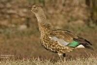 Blue-winged Goose - Cyanochen cyanopterus