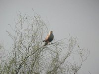 Long-legged Buzzard - Buteo rufinus