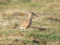 Eurasian Dotterel - Charadrius morinellus