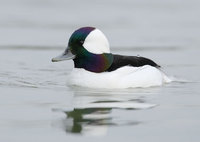 Bufflehead (Bucephala albeola) photo