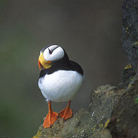 Horned Puffin (Fratercula corniculata) photo