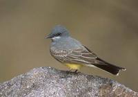 Cassin's Kingbird (Tyrannus vociferans) photo