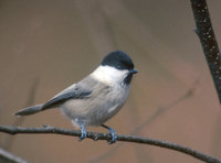 Willow Tit (Parus montanus) photo