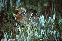 Plains-wanderer - Pedionomus torquatus