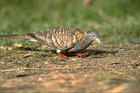 Bar-shouldered Dove - Geopelia humeralis