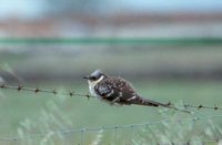 Great Spotted Cuckoo - Clamator glandarius