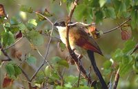 White-browed Coucal - Centropus superciliosus