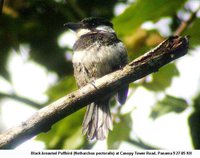 Black-breasted Puffbird - Notharchus pectoralis