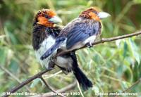 Brown-breasted Barbet - Lybius melanopterus