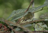 Dwarf Tyrant-Manakin - Tyranneutes stolzmanni