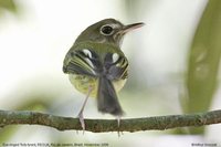 Eye-ringed Tody-Tyrant - Hemitriccus orbitatus