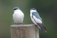 White-winged Swallow - Tachycineta albiventer