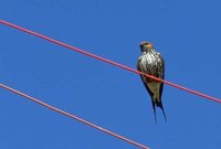 Lesser Striped-Swallow - Cecropis abyssinica