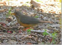 Olive Thrush - Turdus olivaceus