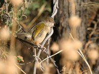 Green-backed Camaroptera - Camaroptera brachyura