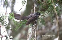 White-throated Fantail - Rhipidura albicollis