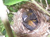 Passerini's Tanager - Ramphocelus passerinii