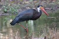 Storm's Stork