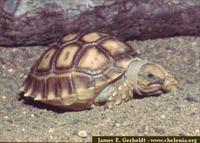 African Spurred Tortoise, Geochelone sulcata