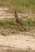 *NEW* Lark-like Bushrunner