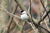 Carolina Chickadee in Nashville (4-2-05).jpg