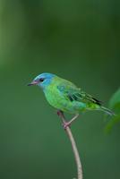 blue green tanager