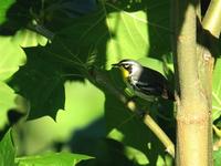 yellow-throated warbler