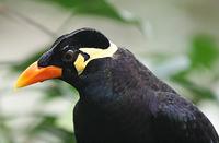 Hill Myna Flickr