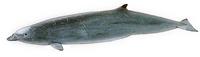 Hubbs' beaked shale/Mesoplodon carlbubbsi