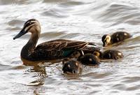 Pacific Black Ducks