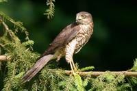 Krahujec obecny (Accipiter nisus)