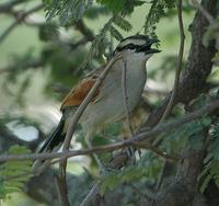 Black-crowned Tchagra p.474