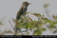 Willow Flycatcher - Ohio