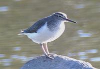 Common Sandpiper