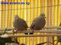 Peruvian Ground Dove Columbina cruziana