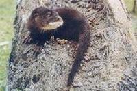 Hairy-Nosed Otter, rarest otter in the world