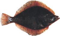 층거리가자미 Limanda punctatissima (Steindachner)