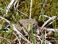 Wyoming Toad (Bufo baxteri) image