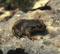 : Alytes dickhilleni; Midwife Toad of Hillenius