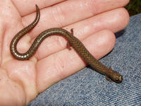 : Batrachoseps nigriventris; Black-bellied Slender Salamander