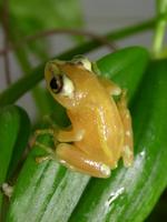 : Hyperolius puncticulatus; Spotted Reed Frog