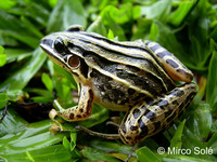 : Leptodactylus plaumanni