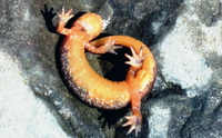 : Rhyacotriton olympicus; Olympic Torrent Salamander