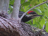 : Dryocopus pileatus; Pileated Woodpecker